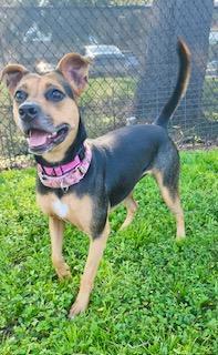 Reese's, a Adoptable Hound in Winter Haven, FL image 2/6