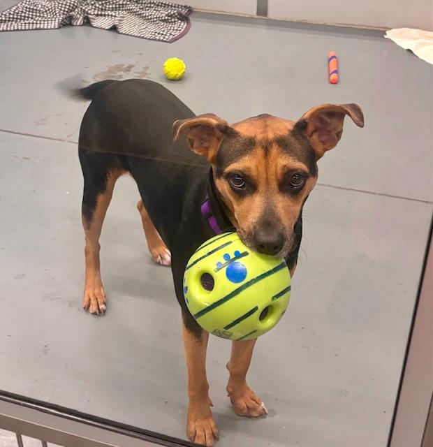 Reese's, a Adoptable Hound in Winter Haven, FL image 5/6