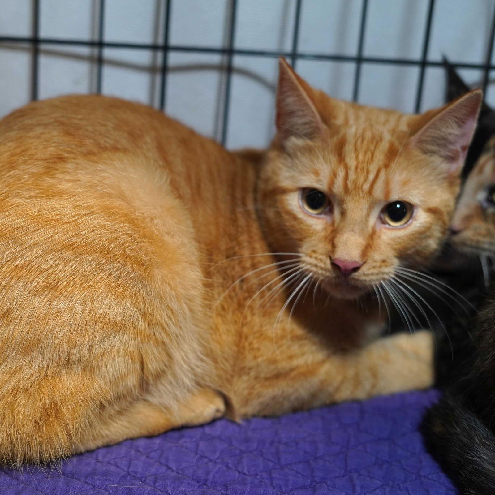 O.J., Adoptable, Young Male Tabby.