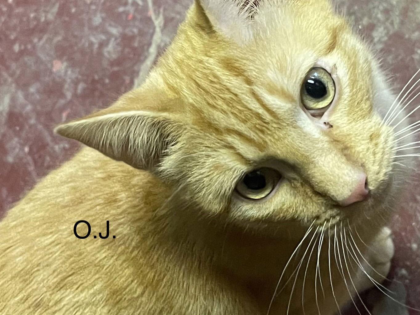 Enlarge O.J., a Adoptable Tabby in Garland, TX image 2/3