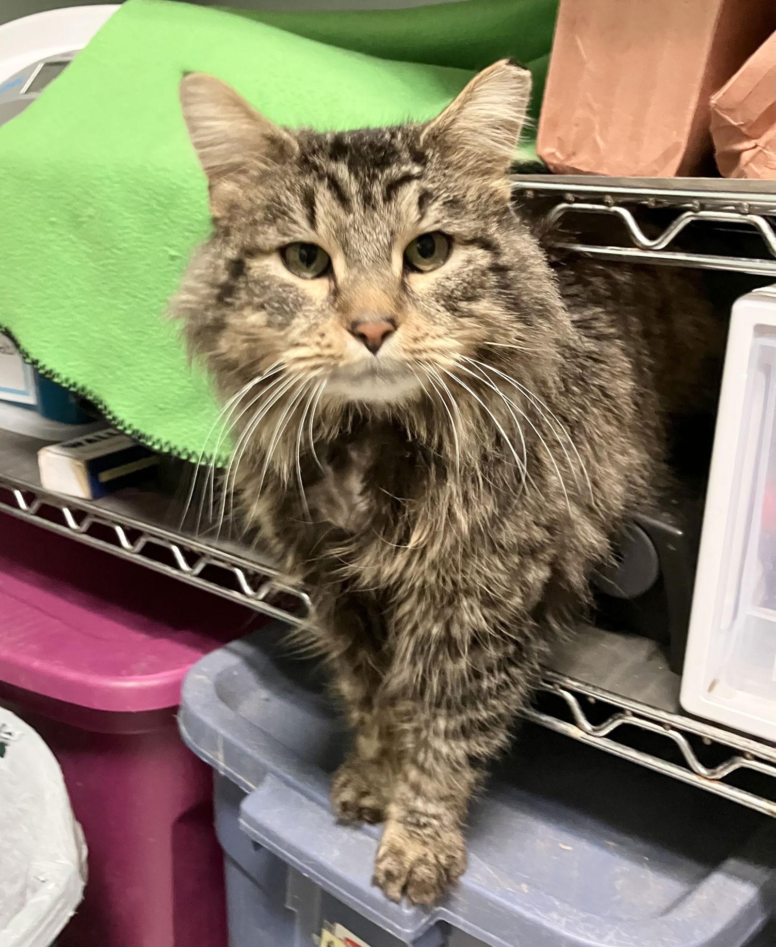 Axel — thumbnail 2