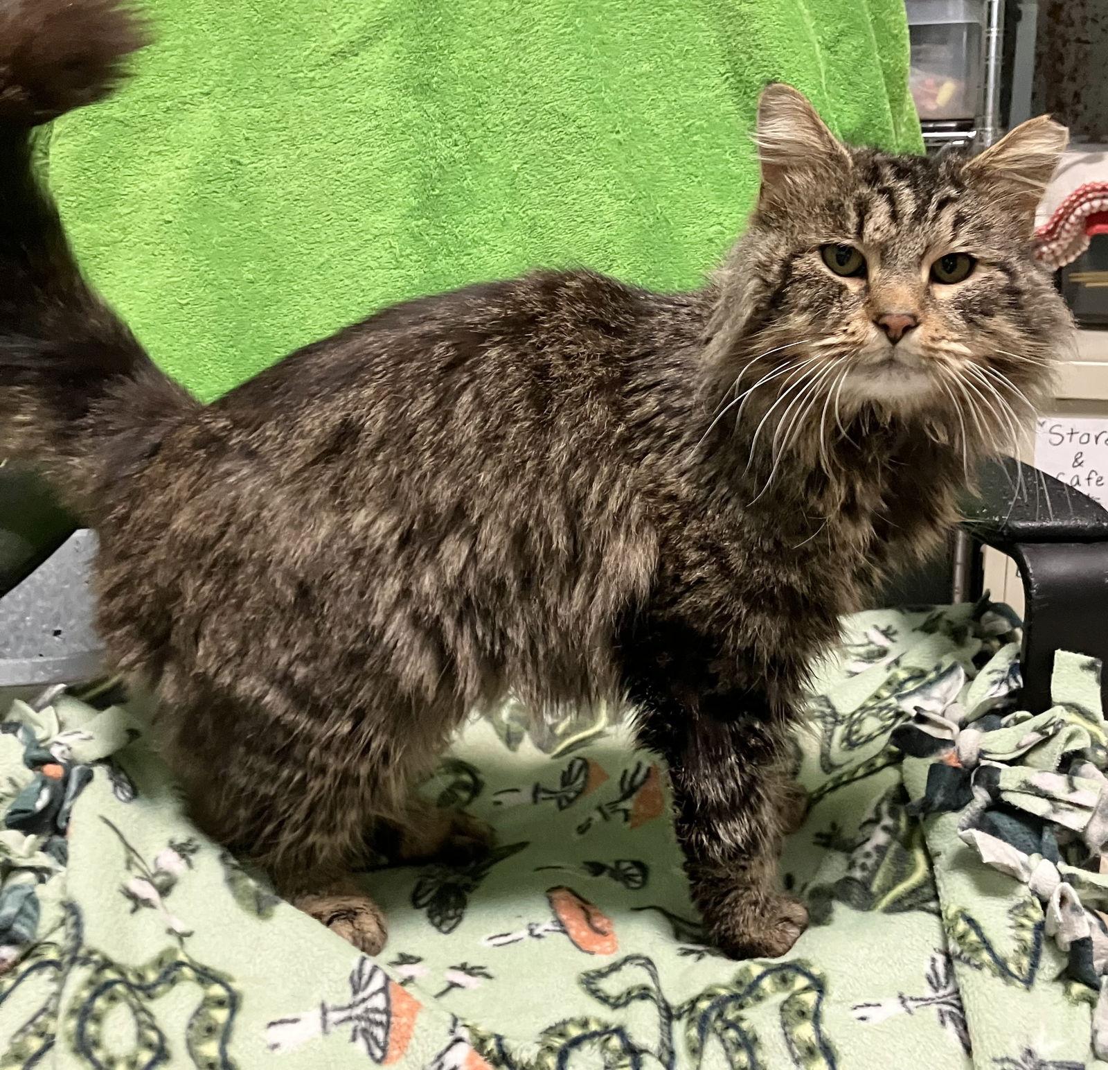 Axel — thumbnail 3