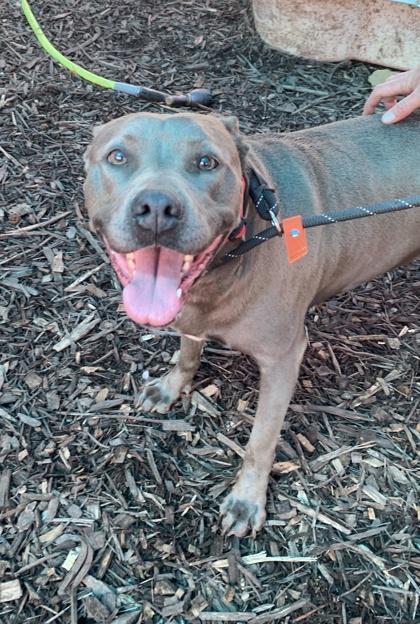 Rita - IN FOSTER, Adoptable, Adult Female Mixed Breed & Mixed Breed.