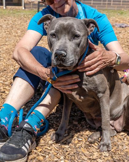 Rita - IN FOSTER, a Adoptable Mixed Breed in Chamblee, GA image 3/3