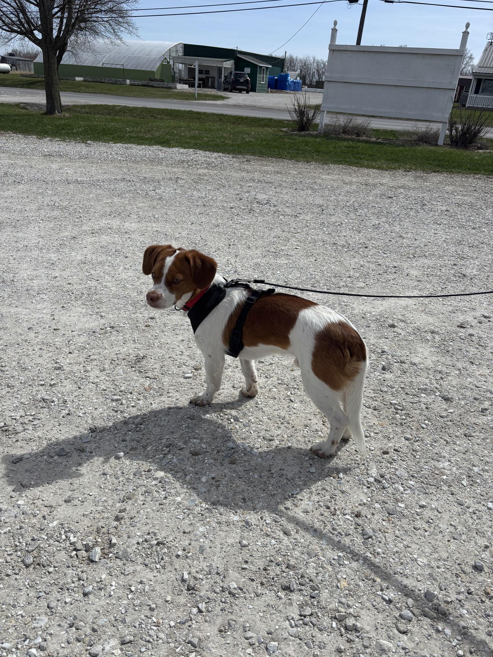 Enlarge Jack, a Adopted mixed breed in Anabel, MO image 1/3