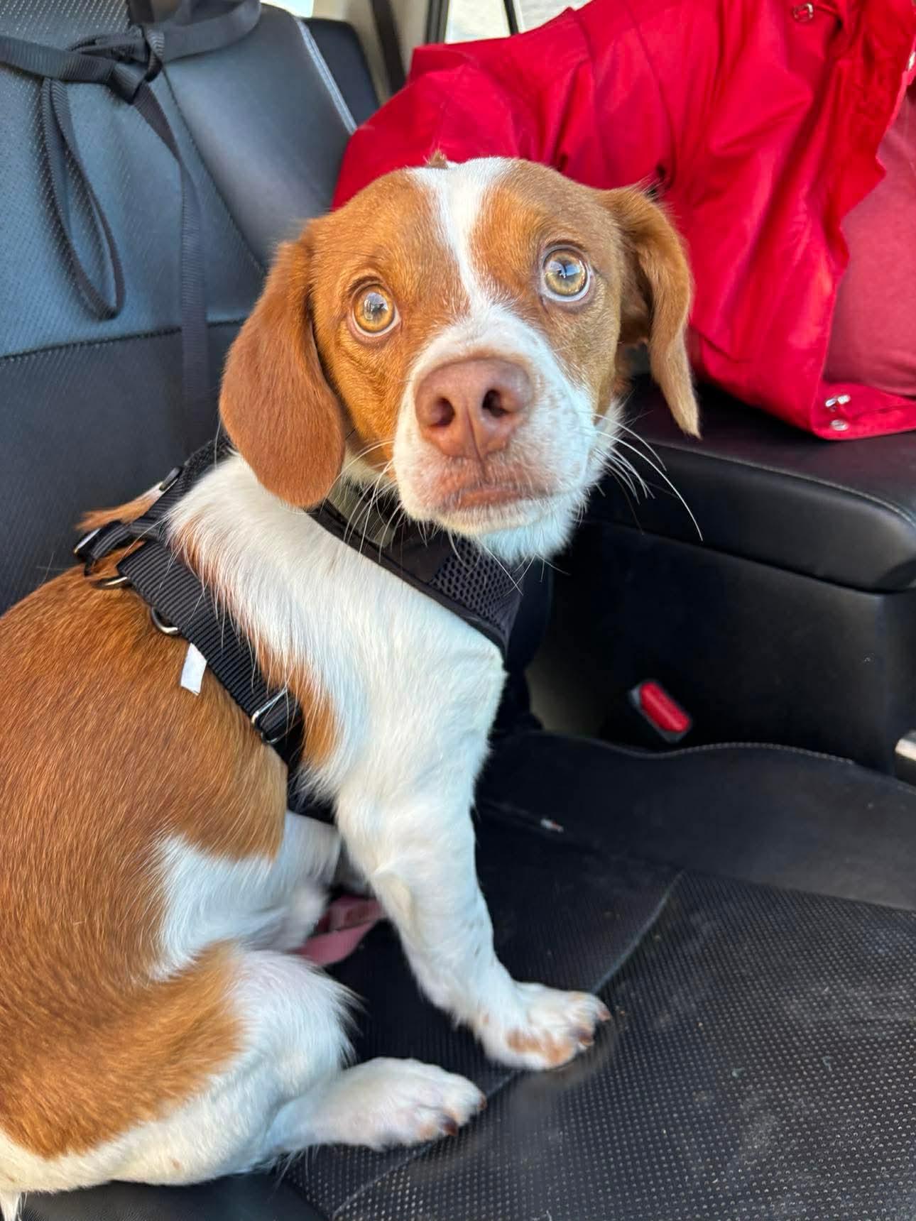 Enlarge Jack, a Adopted mixed breed in Anabel, MO image 2/3