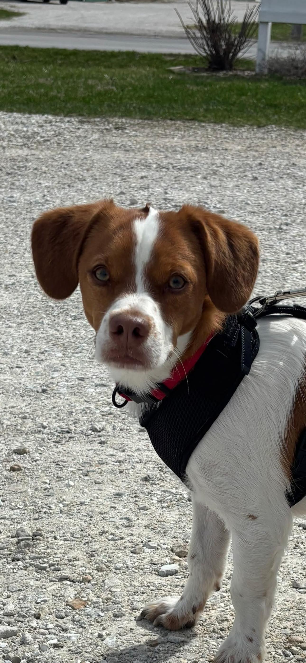 Enlarge Jack, a Adopted mixed breed in Anabel, MO image 3/3