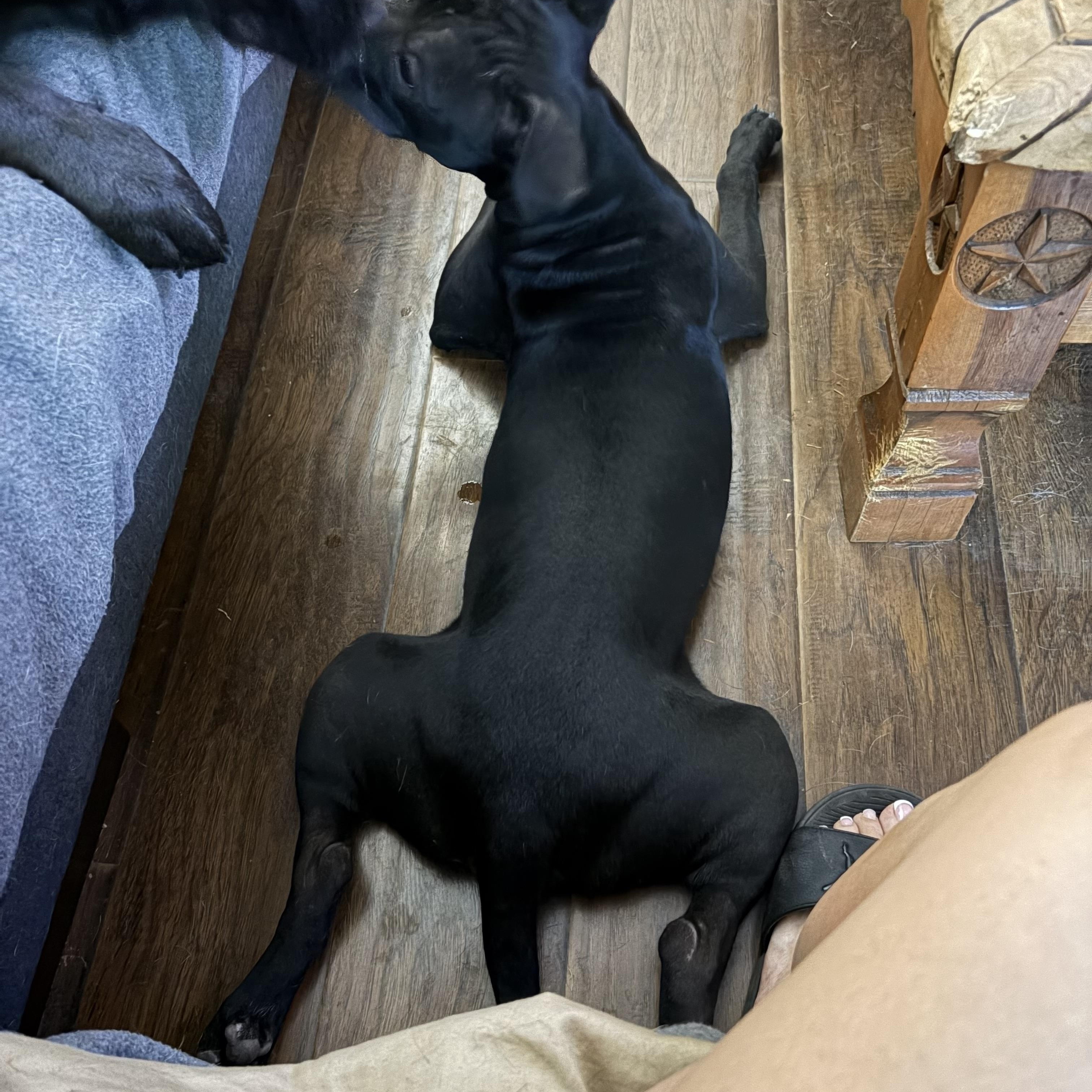 Enlarge Chino, a Adoptable mixed breed in Choctaw, OK image 4/4