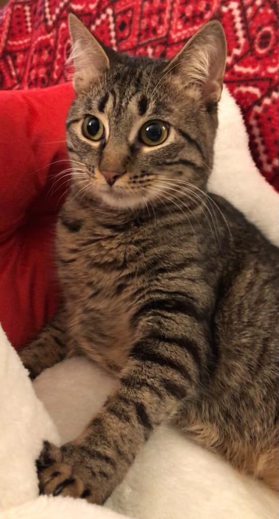 Elf a/k/a Elfie, Adoptable, Adult Female Tabby & Domestic Short Hair.
