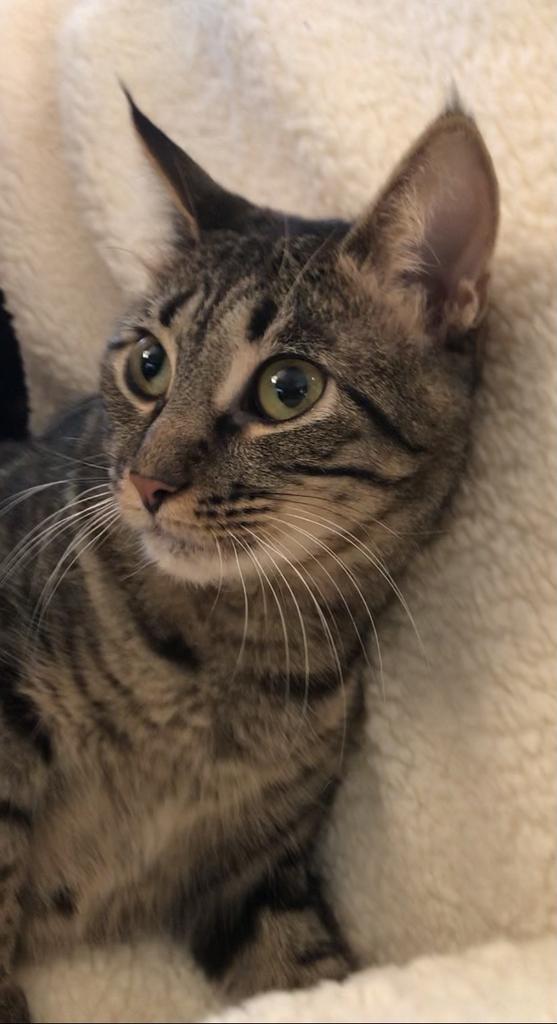 Elf a/k/a Elfie, a Adoptable mixed breed in Orlando, FL image 2/6