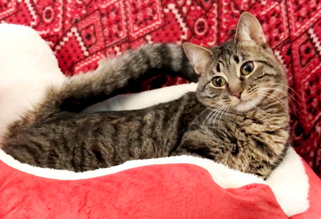 Elf a/k/a Elfie, a Adoptable mixed breed in Orlando, FL image 6/6