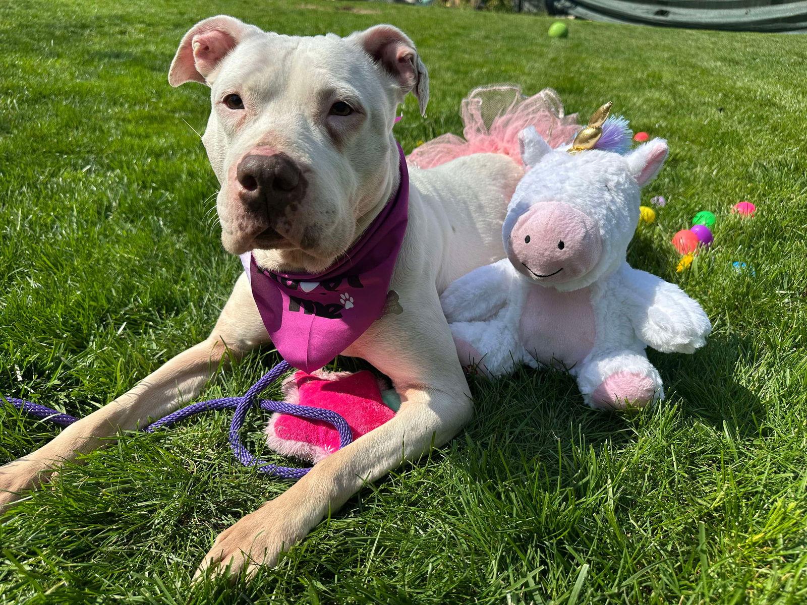 Mila May, Adoptable, Senior Female Pit Bull Terrier.