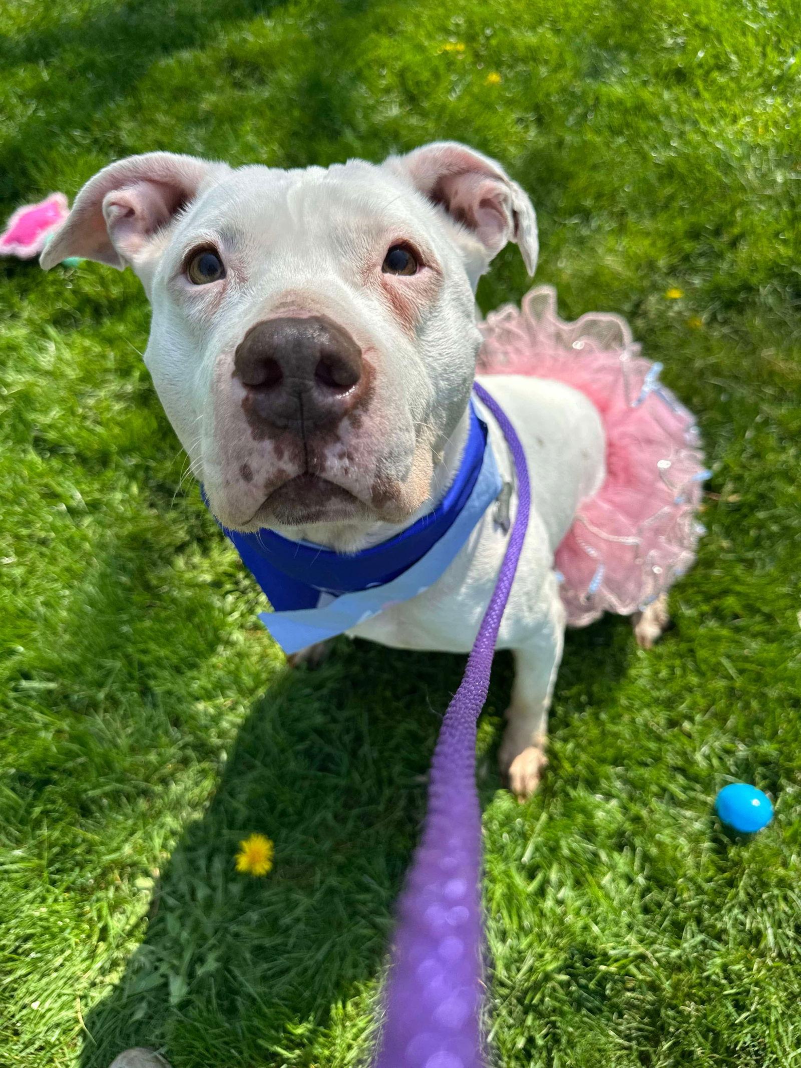 Mila May, a Adoptable Pit Bull Terrier in Germantown, OH image 2/6