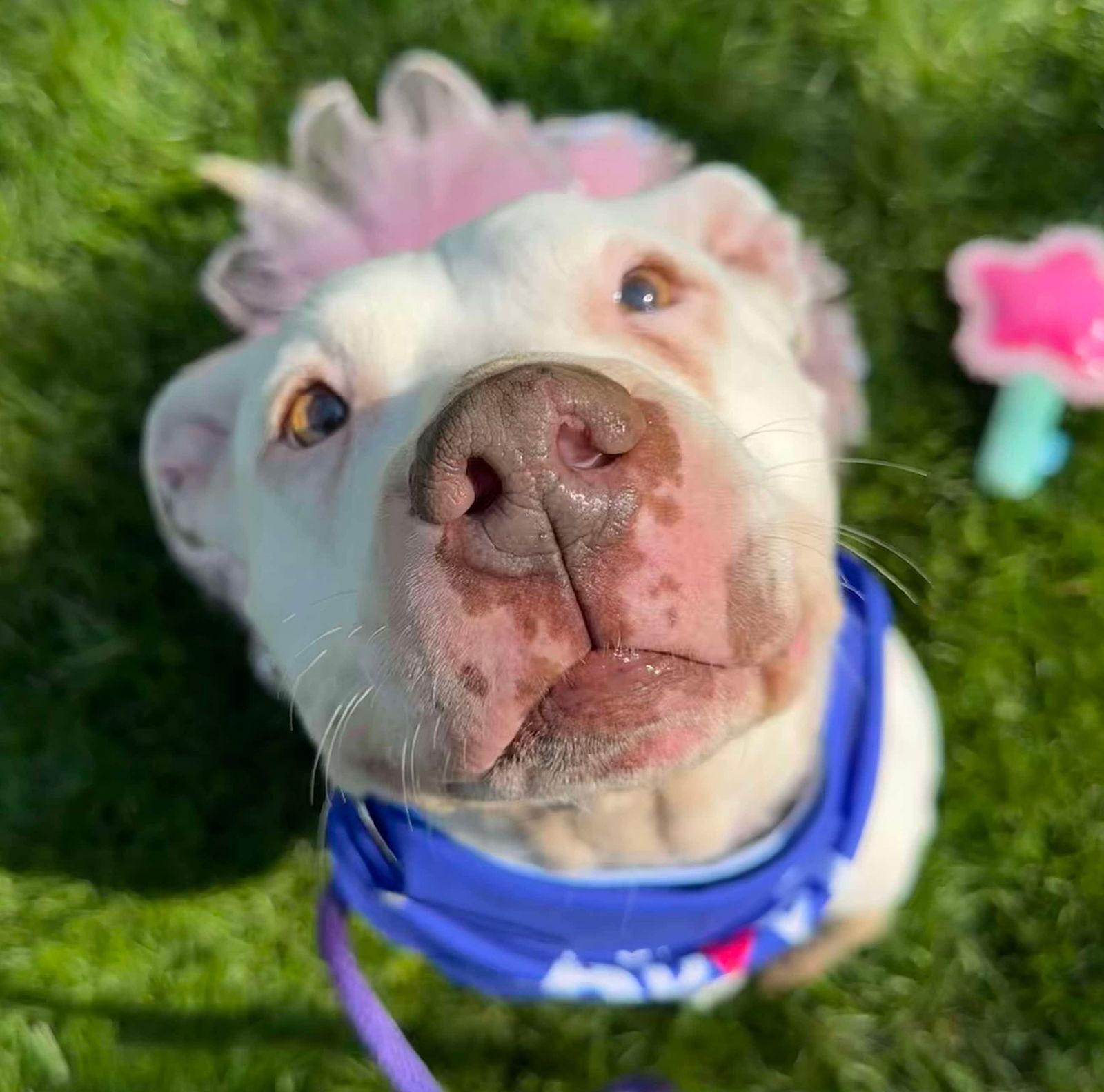 Mila May, a Adoptable Pit Bull Terrier in Germantown, OH image 3/6