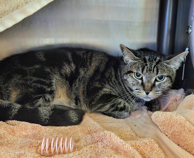 ISSA, Adoptable, Adult Female Domestic Short Hair & Domestic Short Hair.