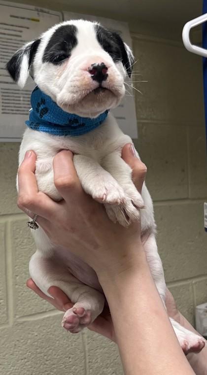 Enlarge Opal, a Adoptable mixed breed in Fairhope, AL image 2/2