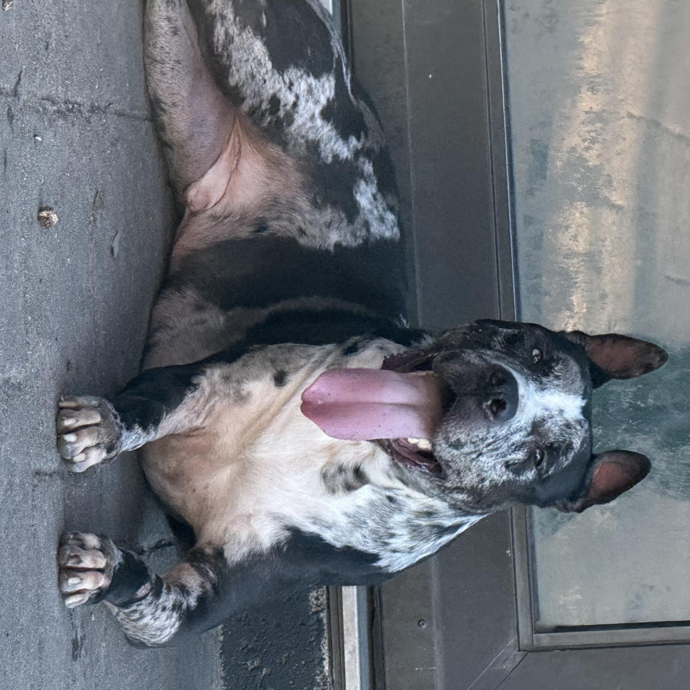 Enlarge Tank, a Adoptable Mixed Breed in Akron, OH image 6/6