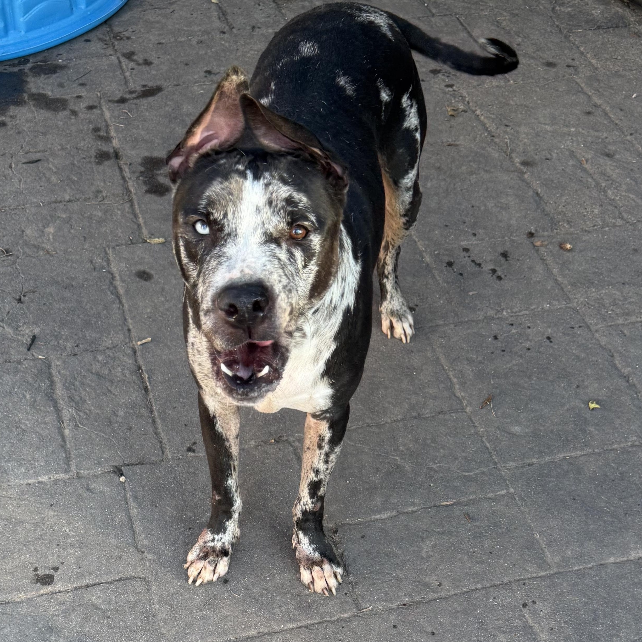 Enlarge Tank, a Adoptable Mixed Breed in Akron, OH image 2/6