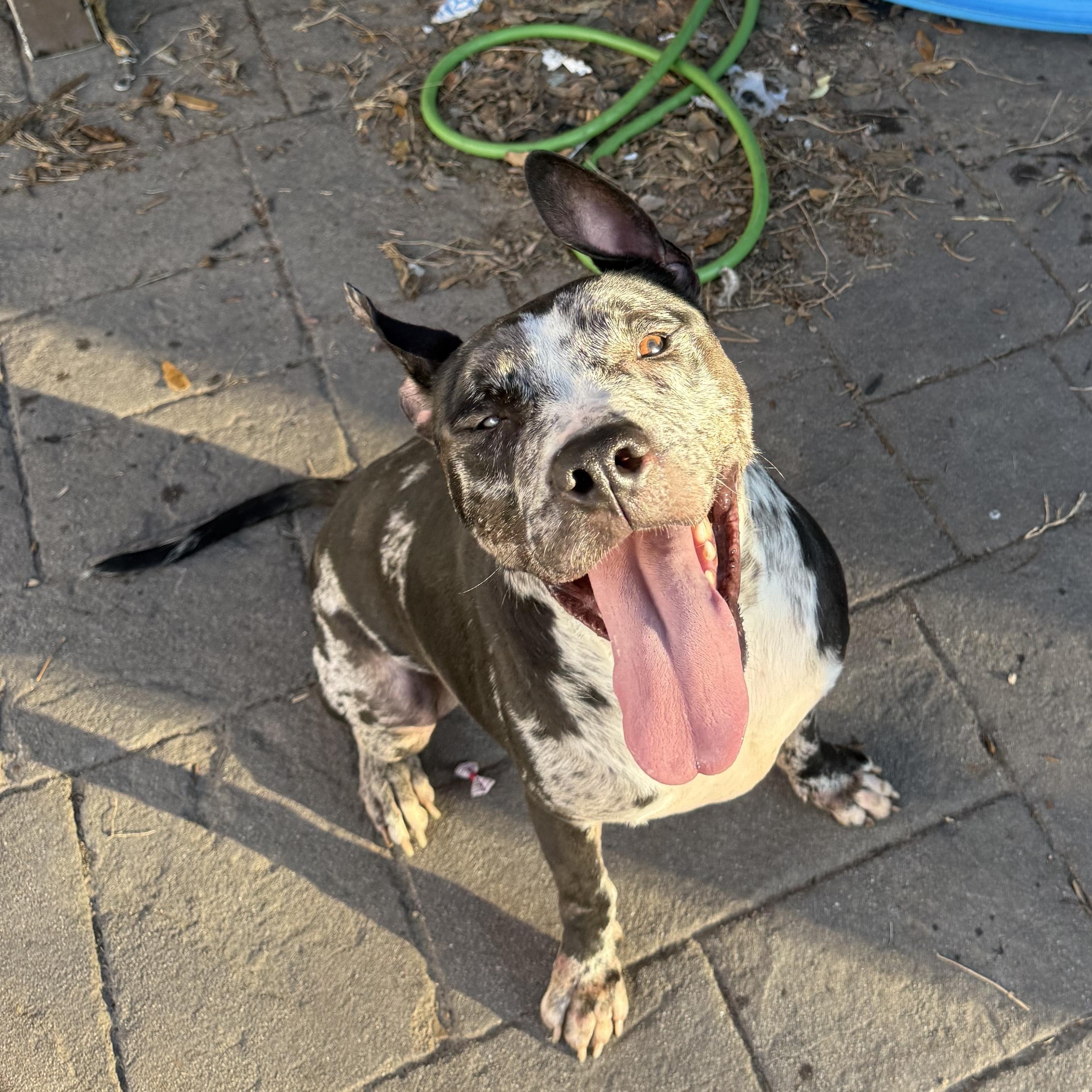 Enlarge Tank, a Adoptable Mixed Breed in Akron, OH image 5/6