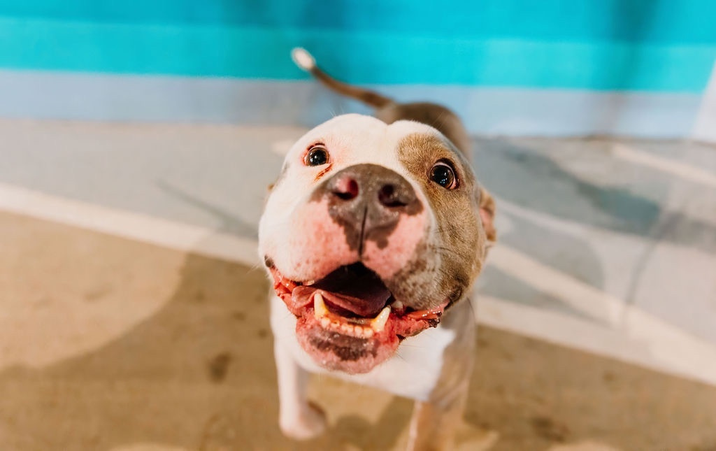 Big Mac, a Adoptable mixed breed in PINEVILLE, NC image 3/6