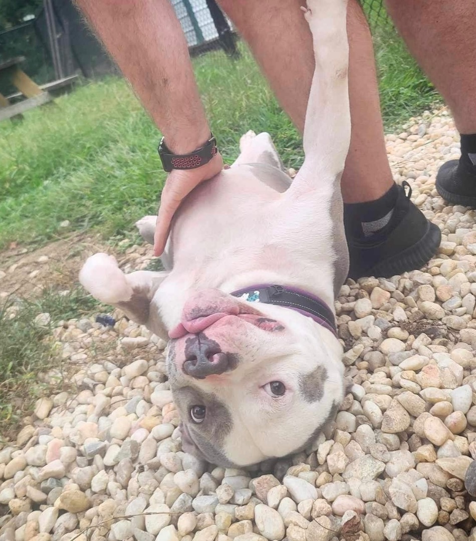 Big Mac, a Adoptable mixed breed in PINEVILLE, NC image 5/6