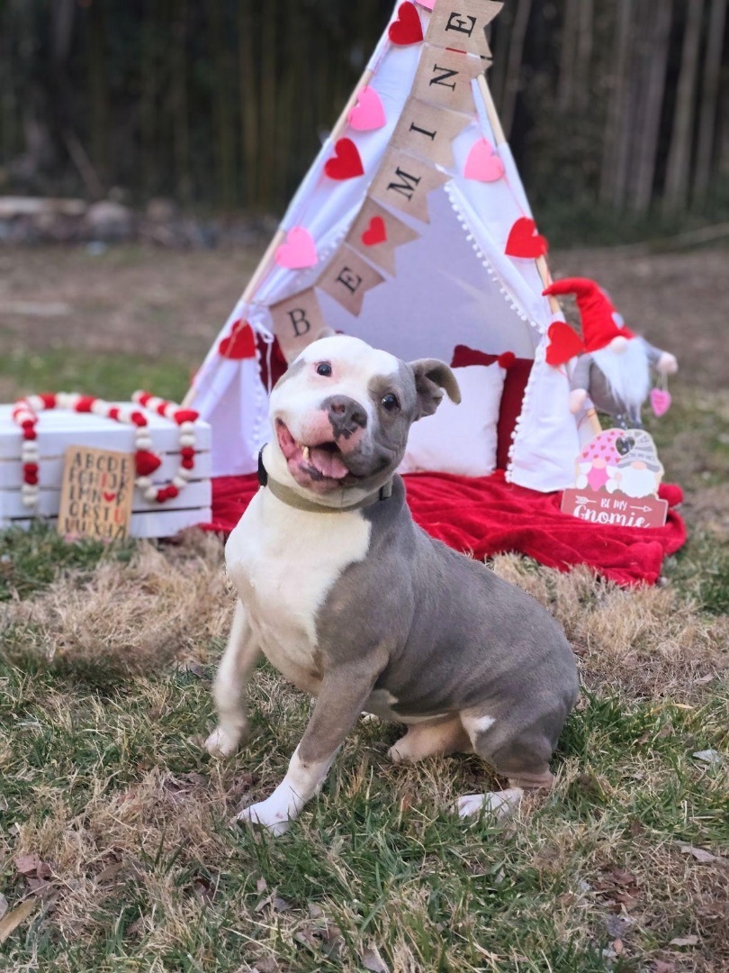 Big Mac, a Adoptable mixed breed in PINEVILLE, NC image 4/6