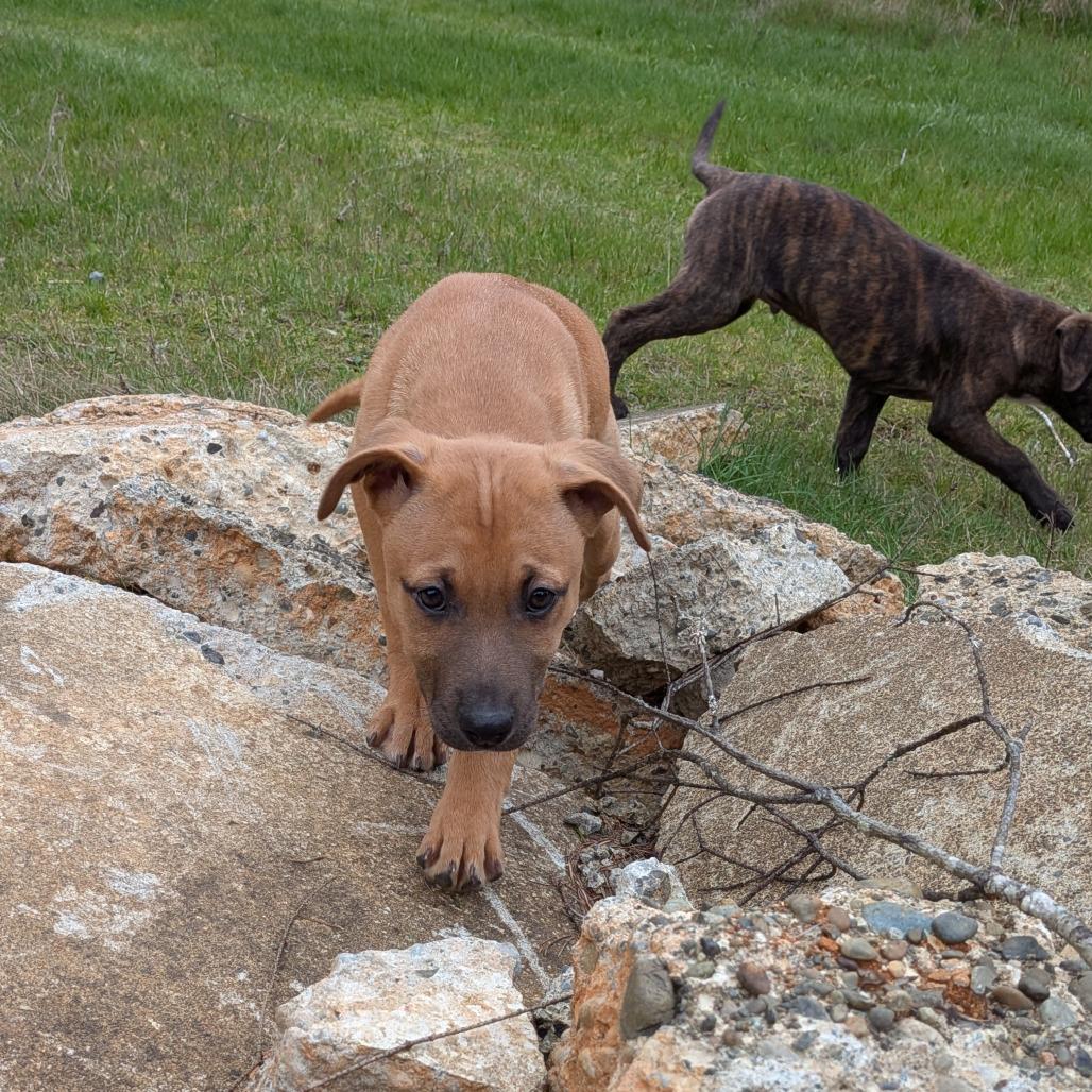 Alice, Adoptable, Puppy Female Pit Bull Terrier.