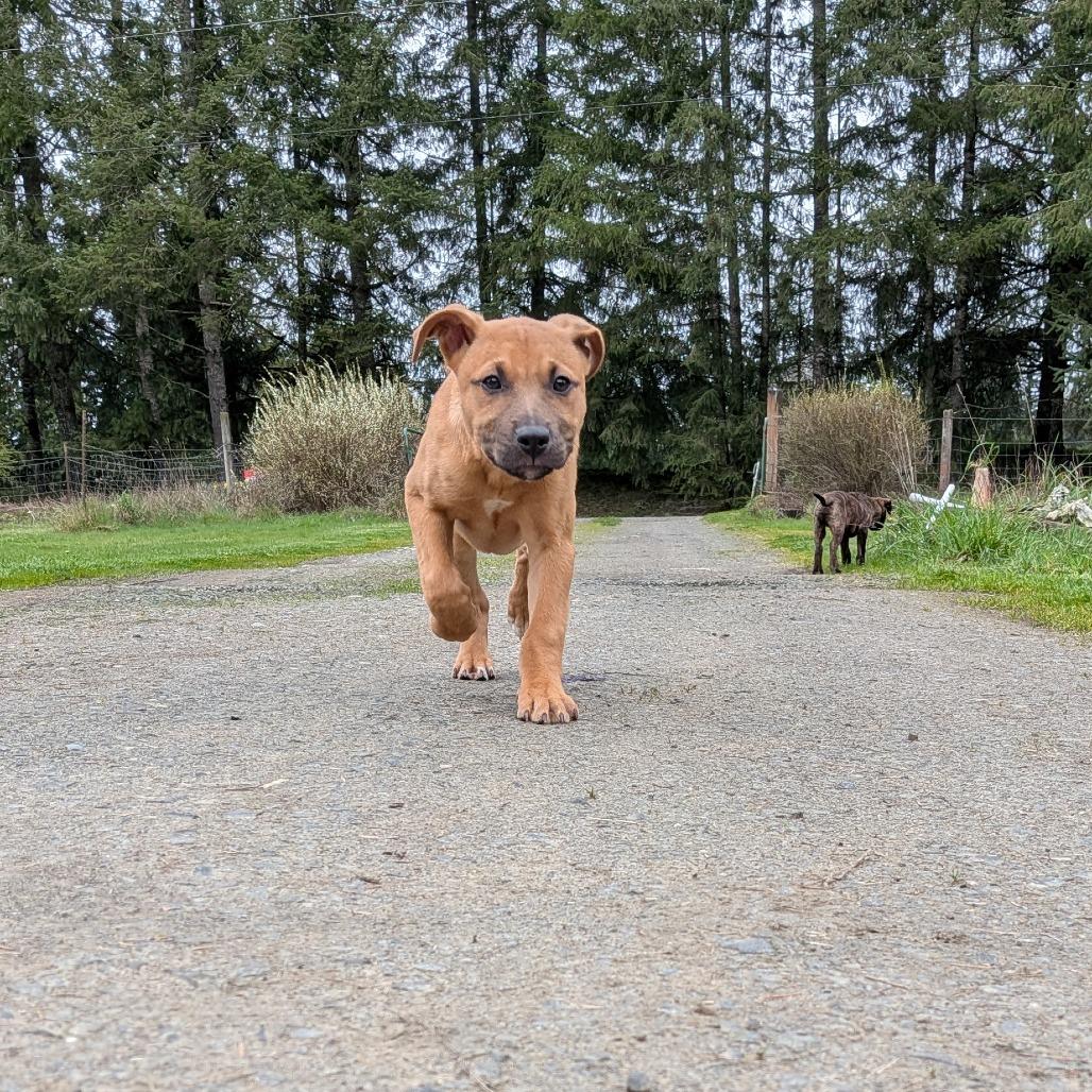 Enlarge Alice, a Adoptable Pit Bull Terrier in Oakville, WA image 2/5