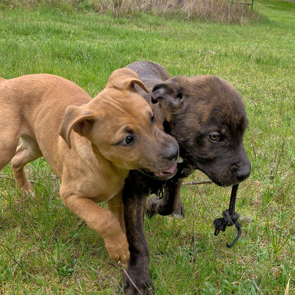 Enlarge Alice, a Adoptable Pit Bull Terrier in Oakville, WA image 3/5