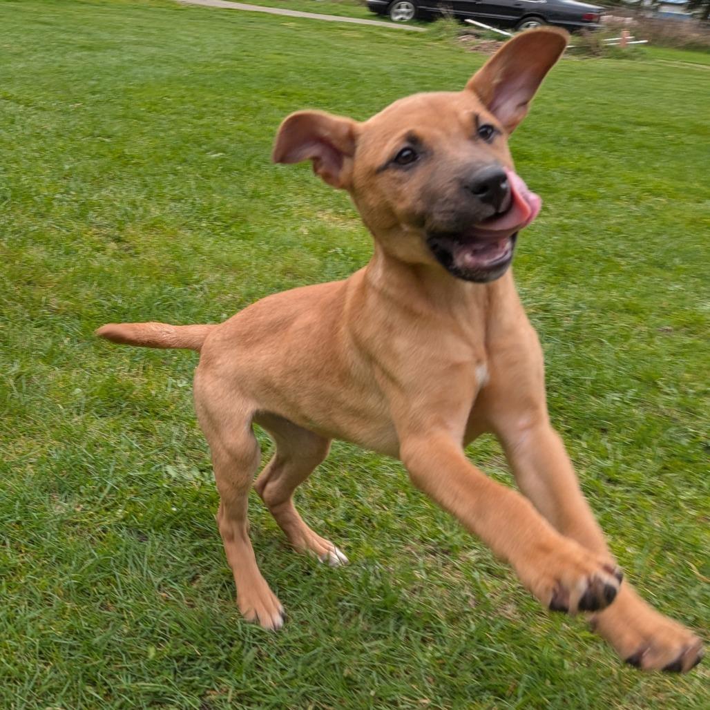 Enlarge Alice, a Adoptable Pit Bull Terrier in Oakville, WA image 4/5