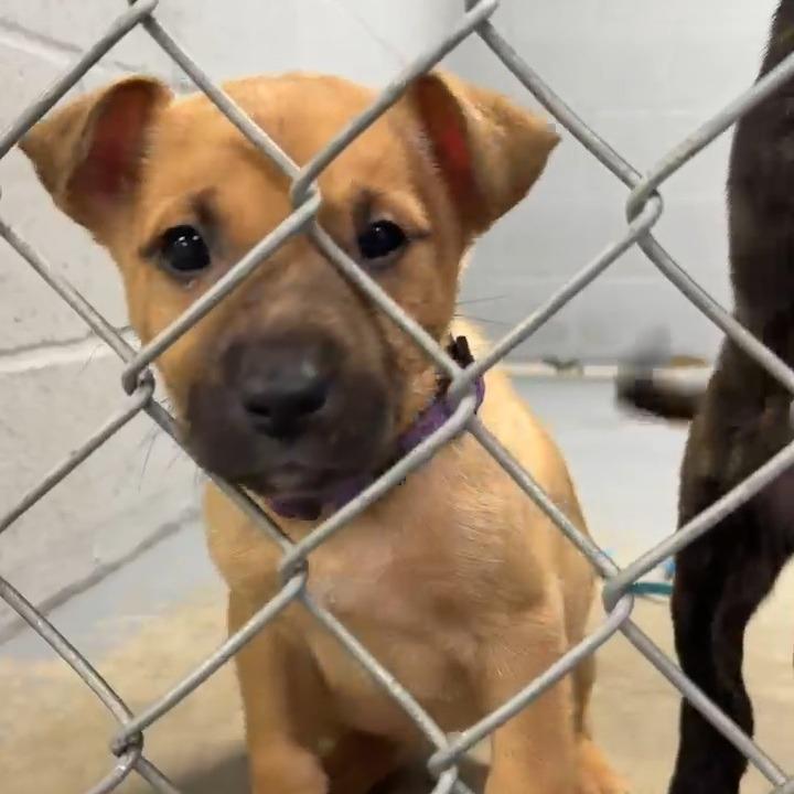 Enlarge Alice, a Adoptable mixed breed in Oakville, WA image 1/1