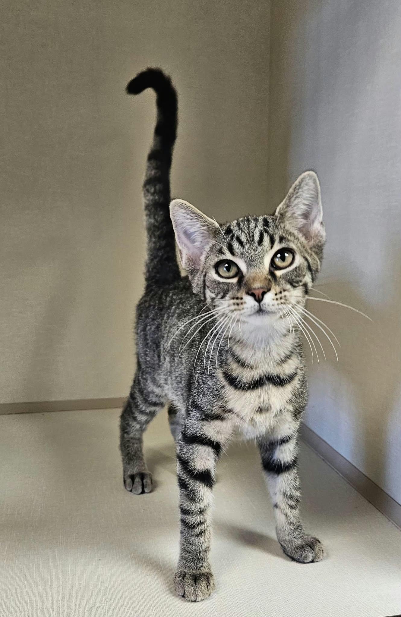 Enlarge Eggroll, a Adoptable Domestic Short Hair in Wapakoneta, OH image 1/2