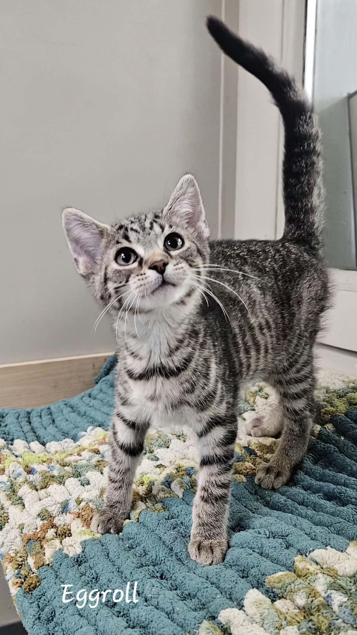Enlarge Eggroll, a Adoptable Domestic Short Hair in Wapakoneta, OH image 2/2