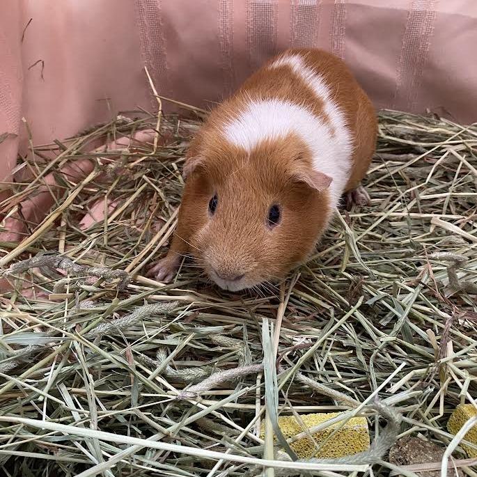 Enlarge Undertaker, a Adoptable Guinea Pig in Westminster, CA image 1/1