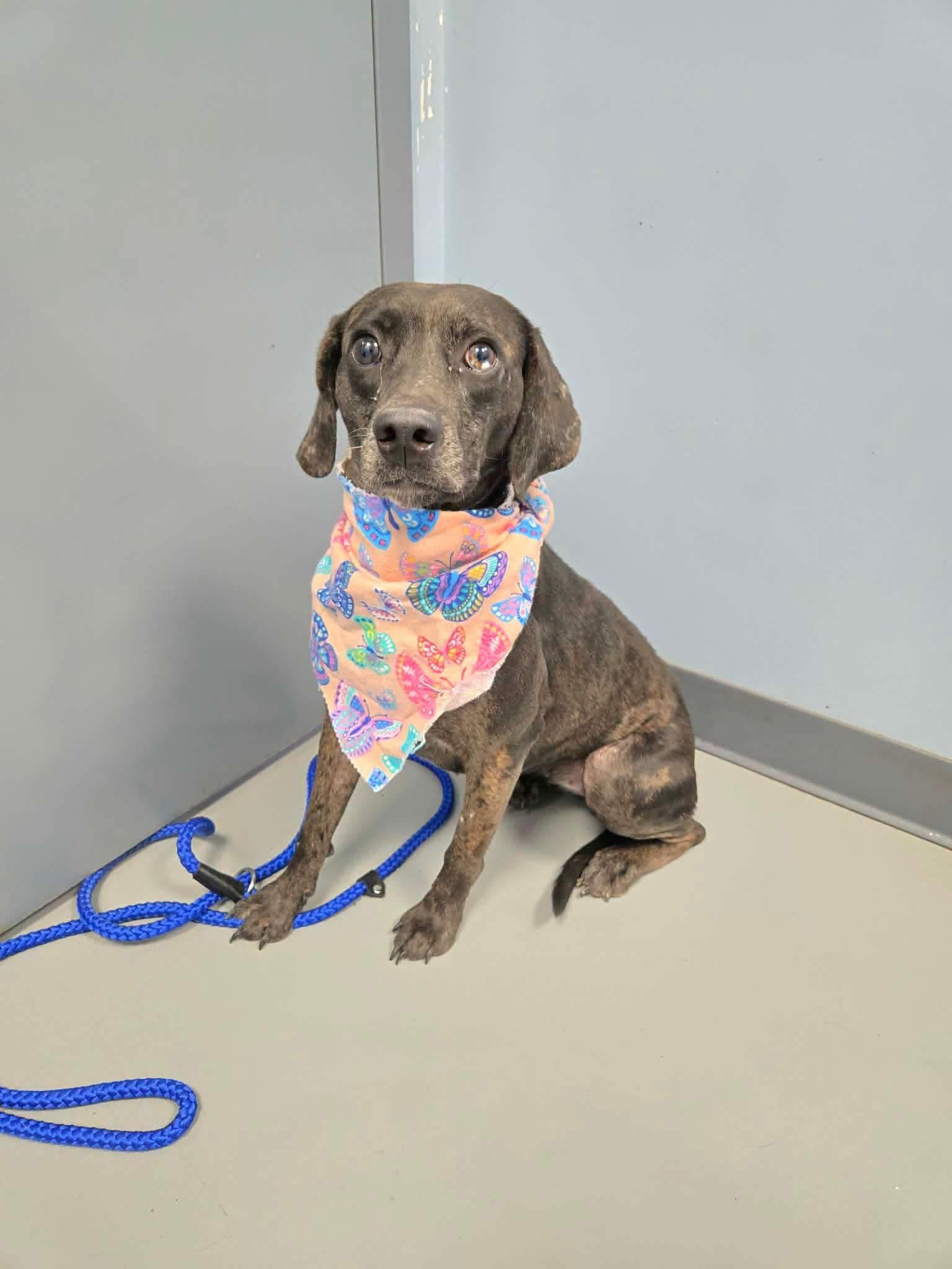 Enlarge Stormi, a Adoptable mixed breed in Zanesville, OH image 2/2