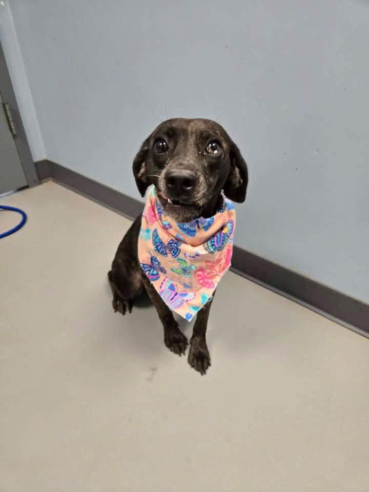 Stormi, Adoptable, Young Female Terrier & Beagle.