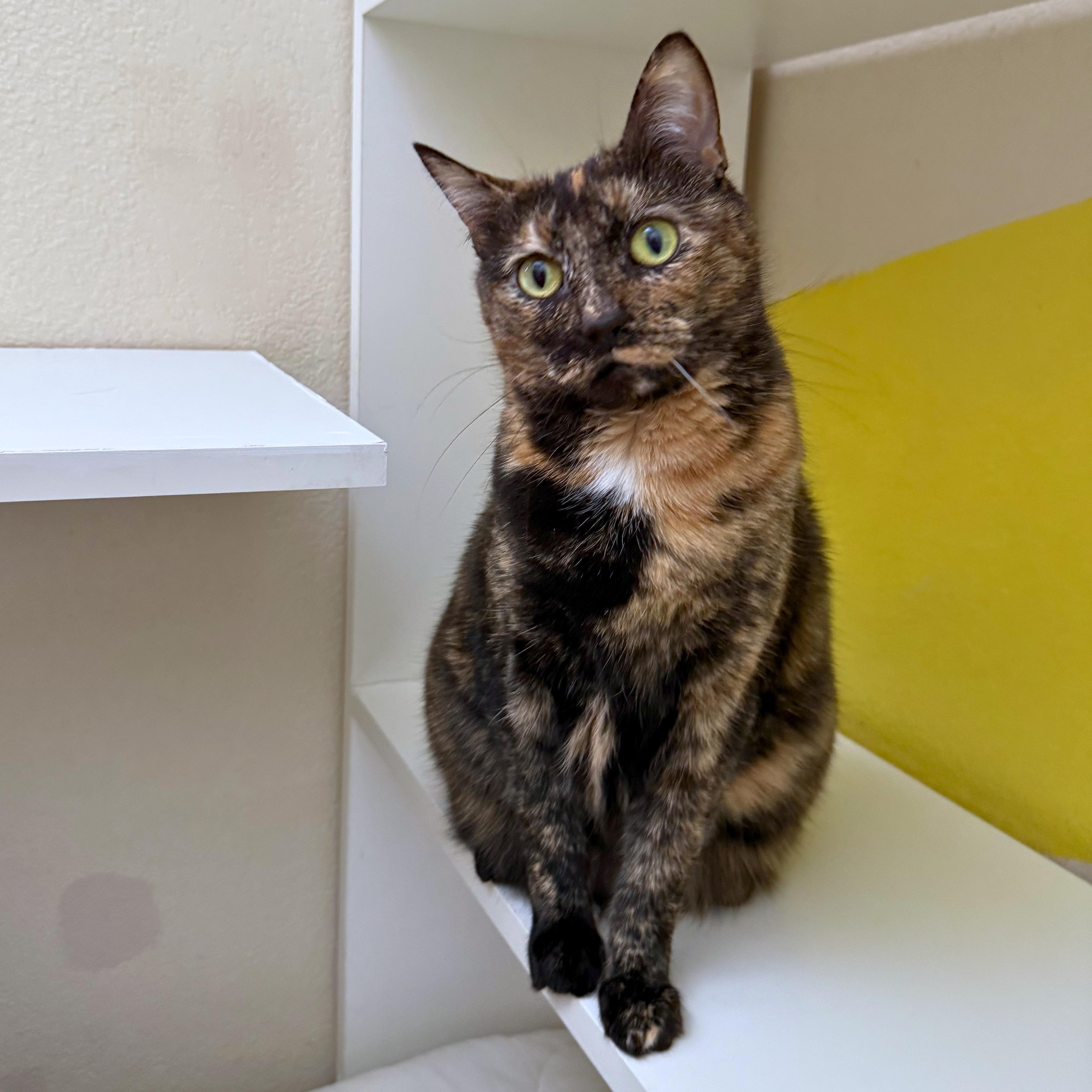 Lee Lee, Adoptable, Senior Female Domestic Short Hair.