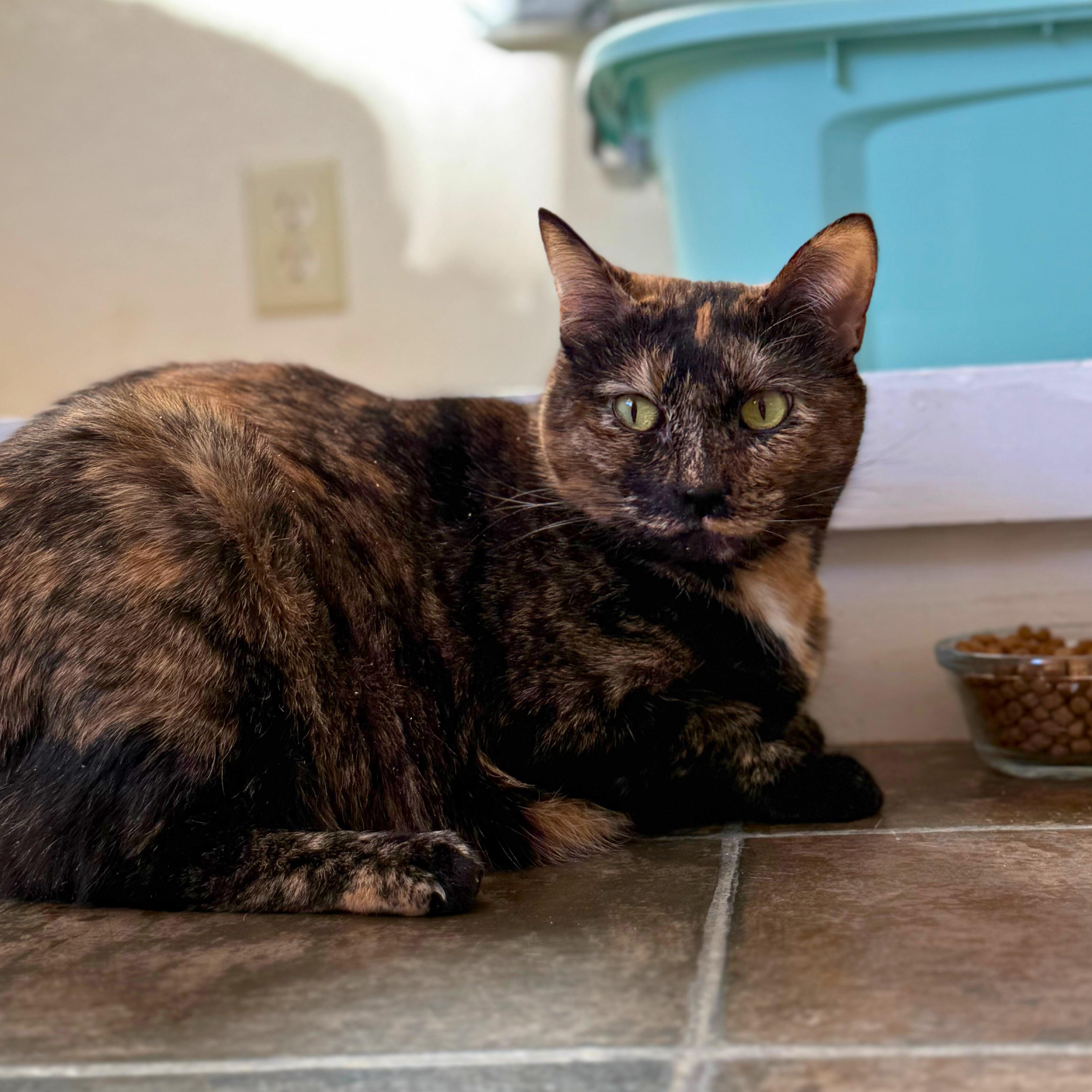 Lee Lee, a Adoptable Domestic Short Hair in Ridgway, CO image 3/3