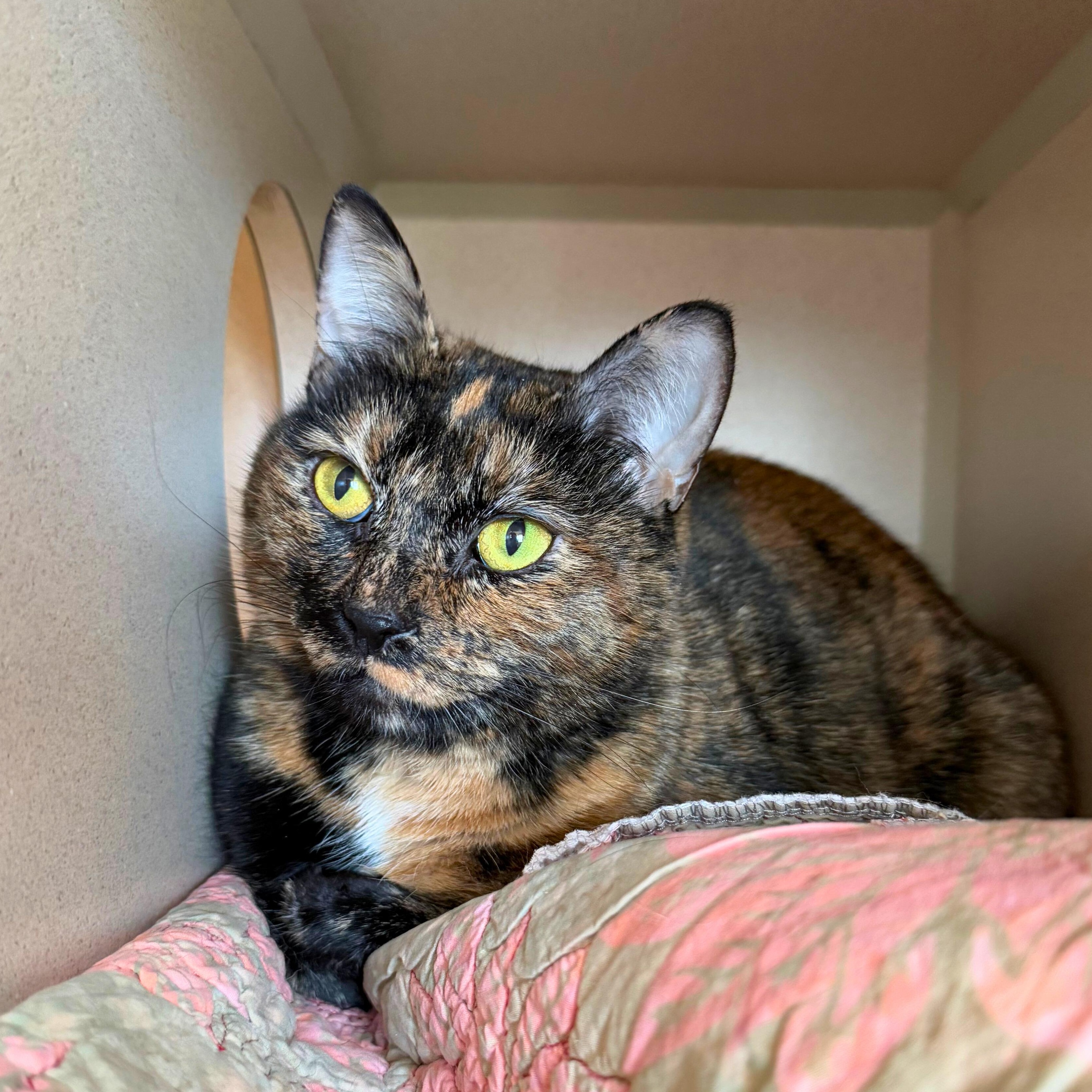 Lee Lee, Adoptable, Senior Female Domestic Short Hair.