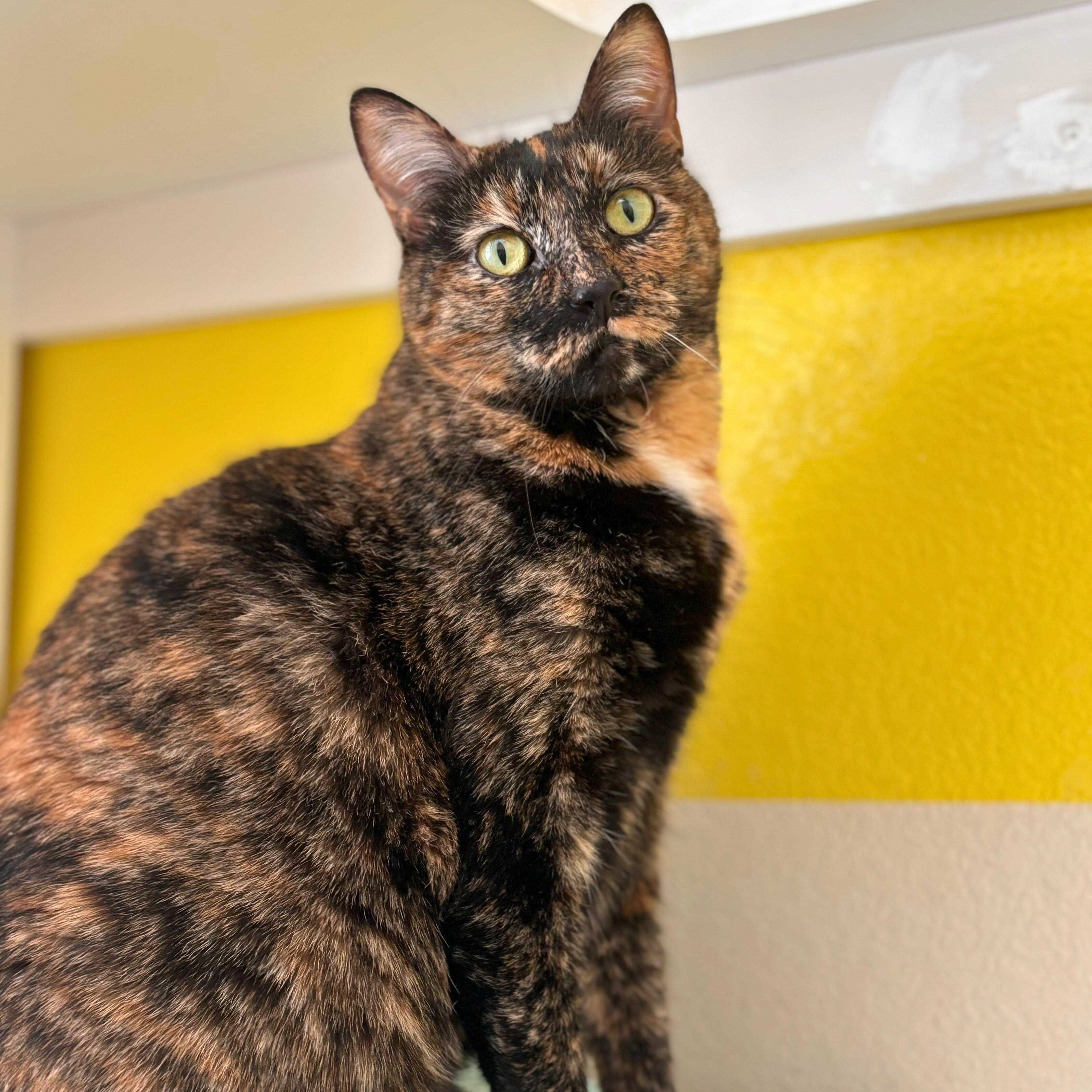 Enlarge Lee Lee, a Adoptable Domestic Short Hair in Ridgway, CO image 2/5