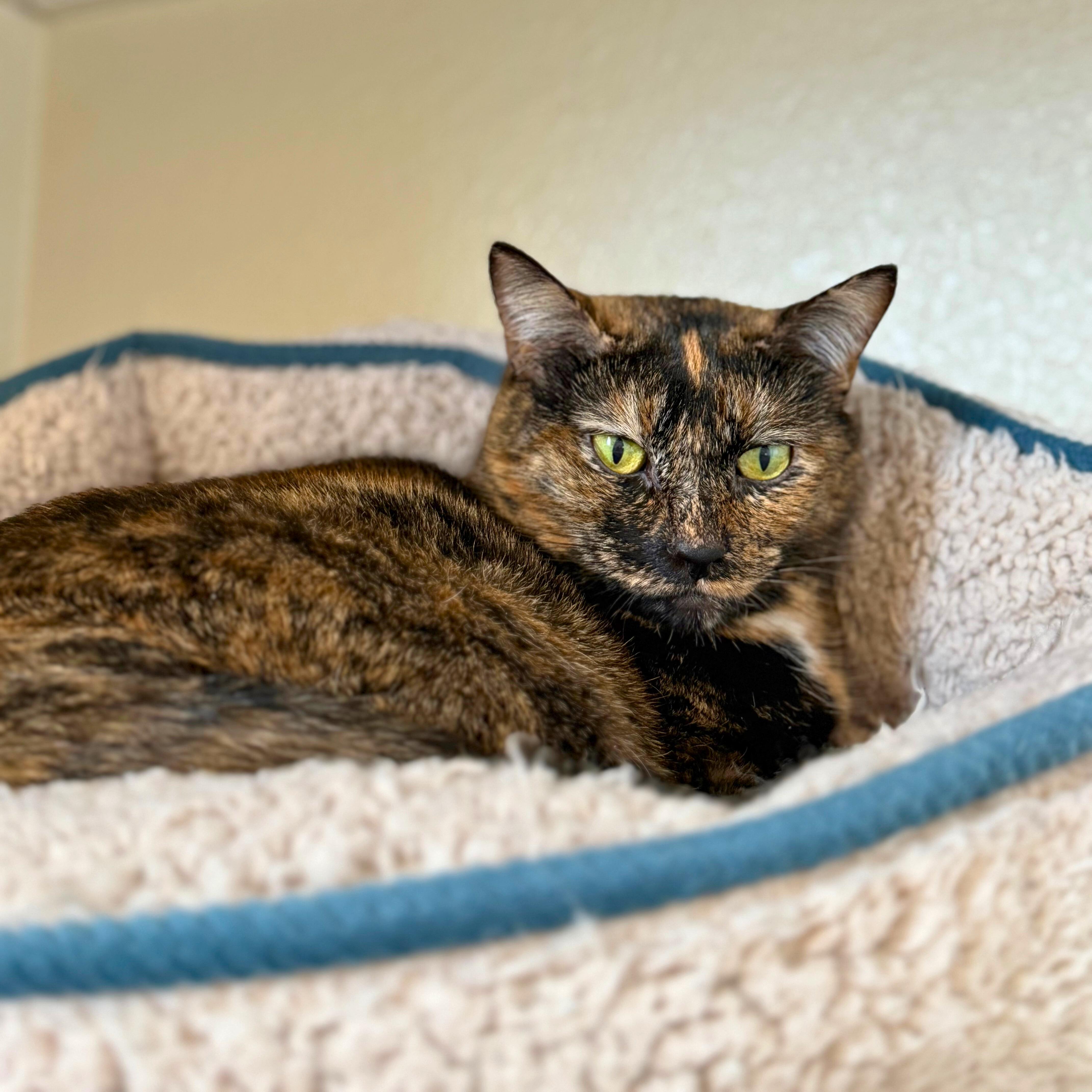 Lee Lee, a Adoptable Domestic Short Hair in Ridgway, CO image 2/3
