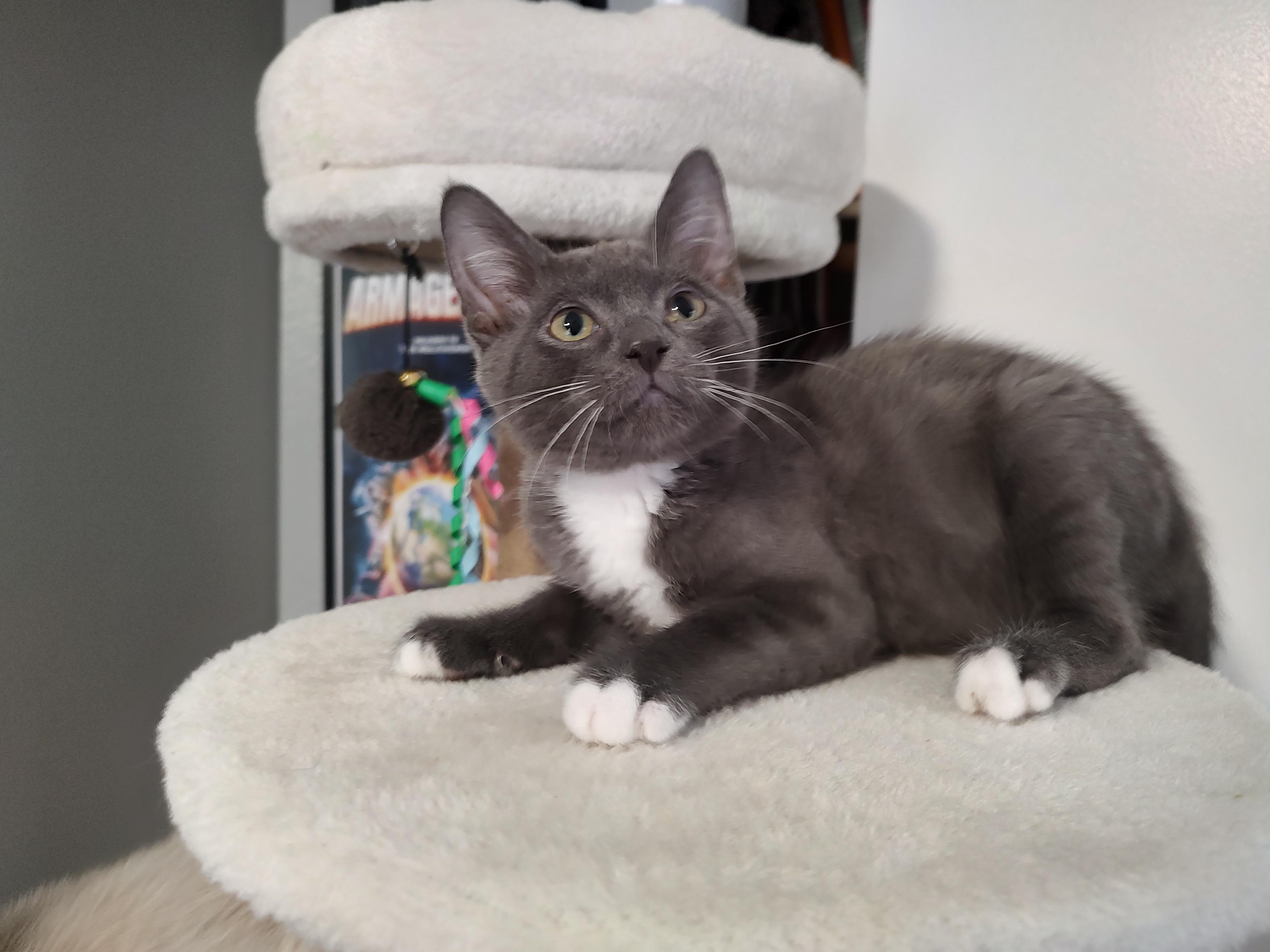 Ash, Adopted, Young Male Domestic Short Hair.