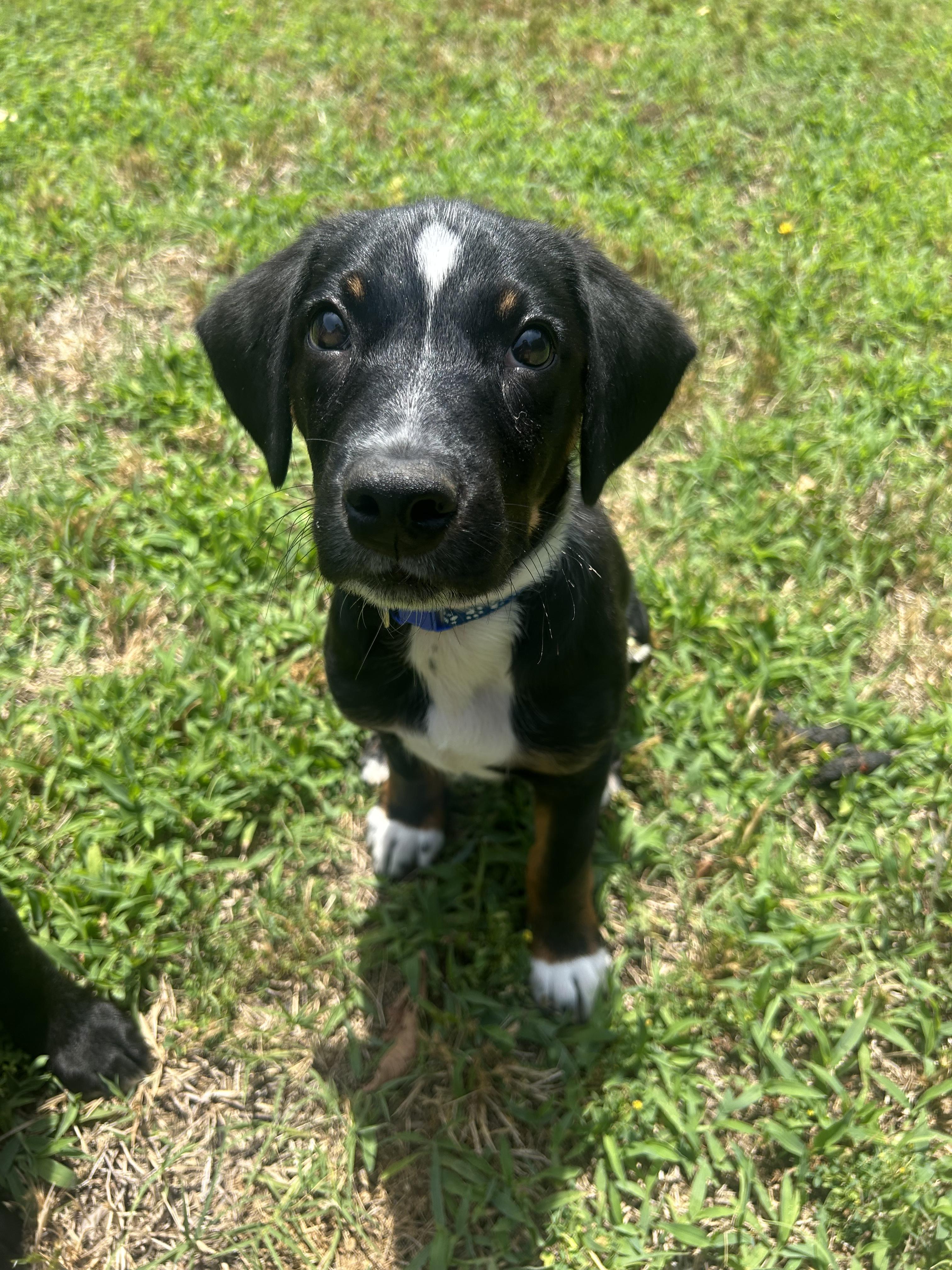 Glacier, Adoptable, Puppy Male Hound & Pit Bull Terrier.