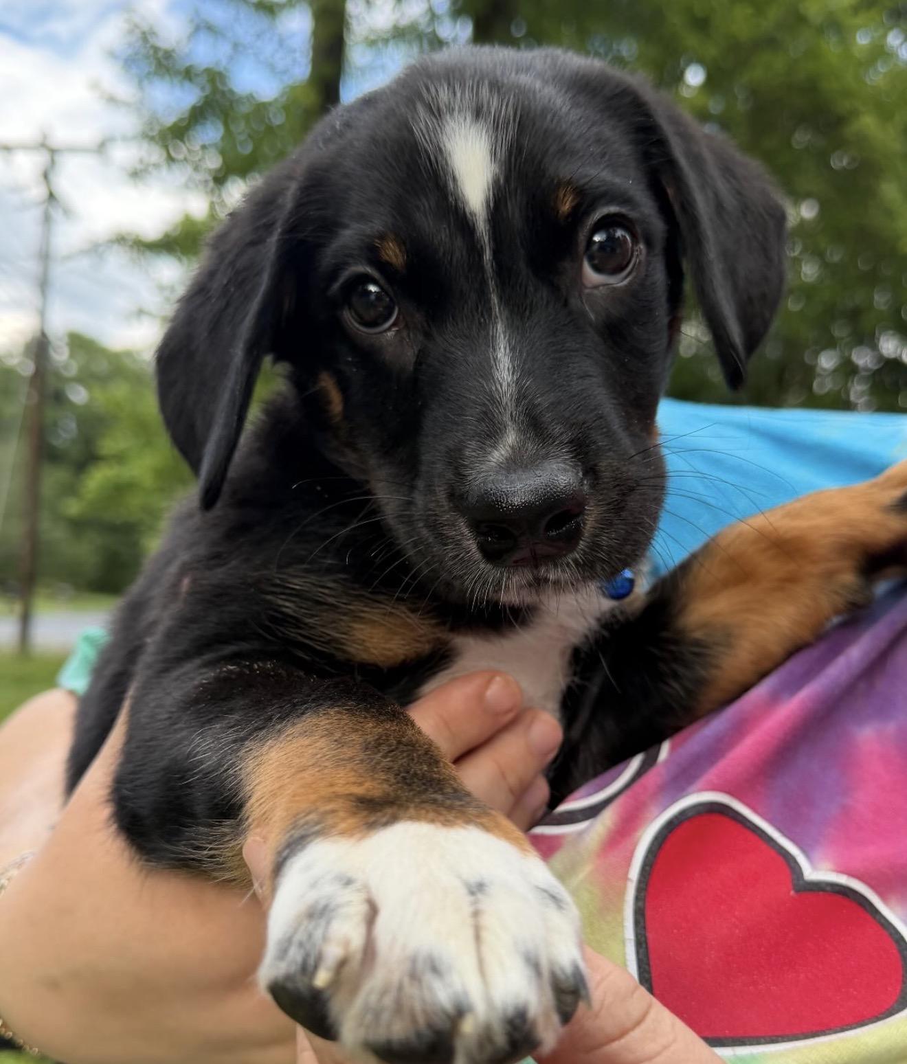 Enlarge Glacier, a Adoptable mixed breed in Richmond, VA image 2/5