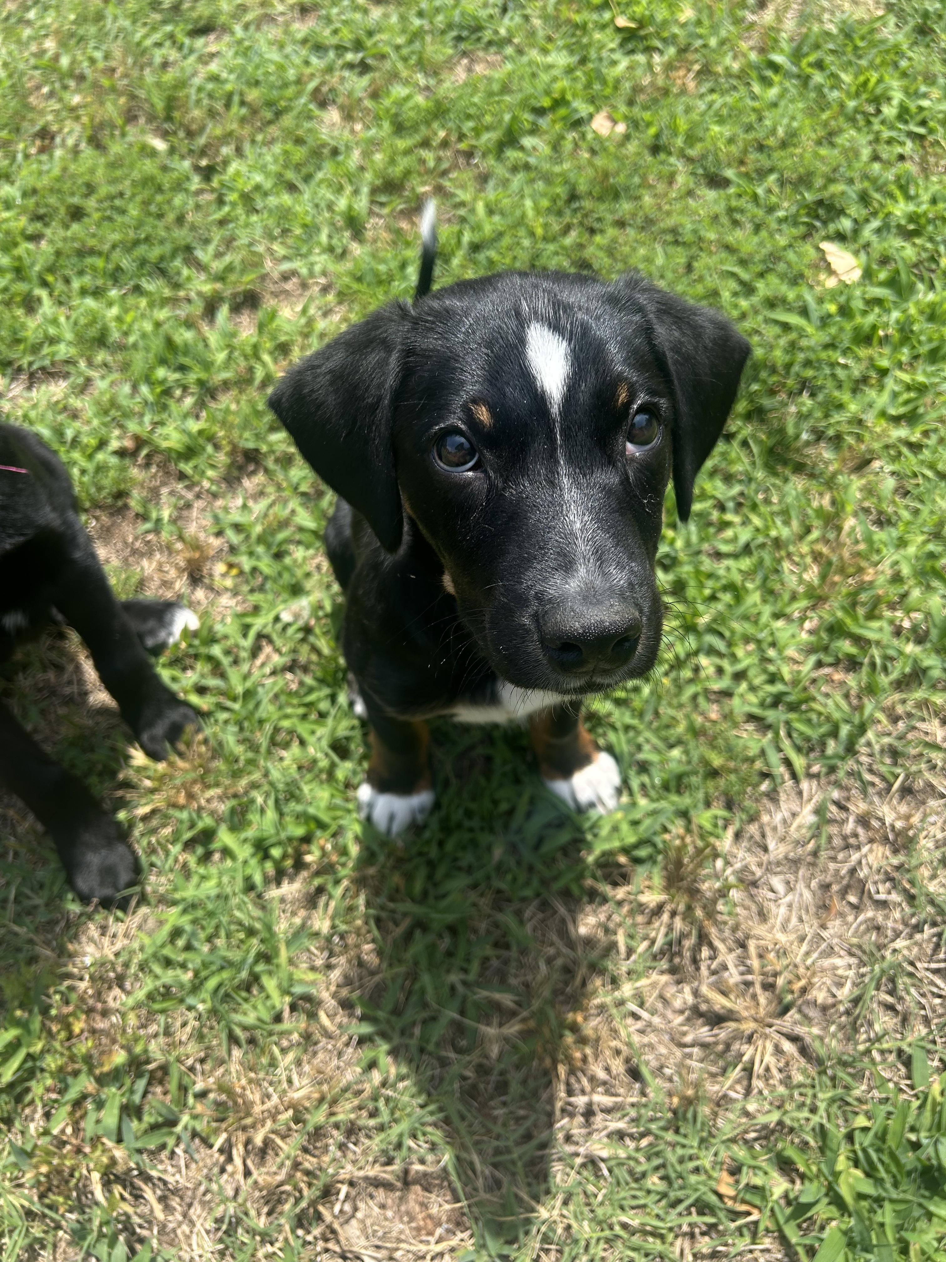 Enlarge Glacier, a Adoptable mixed breed in Richmond, VA image 4/5