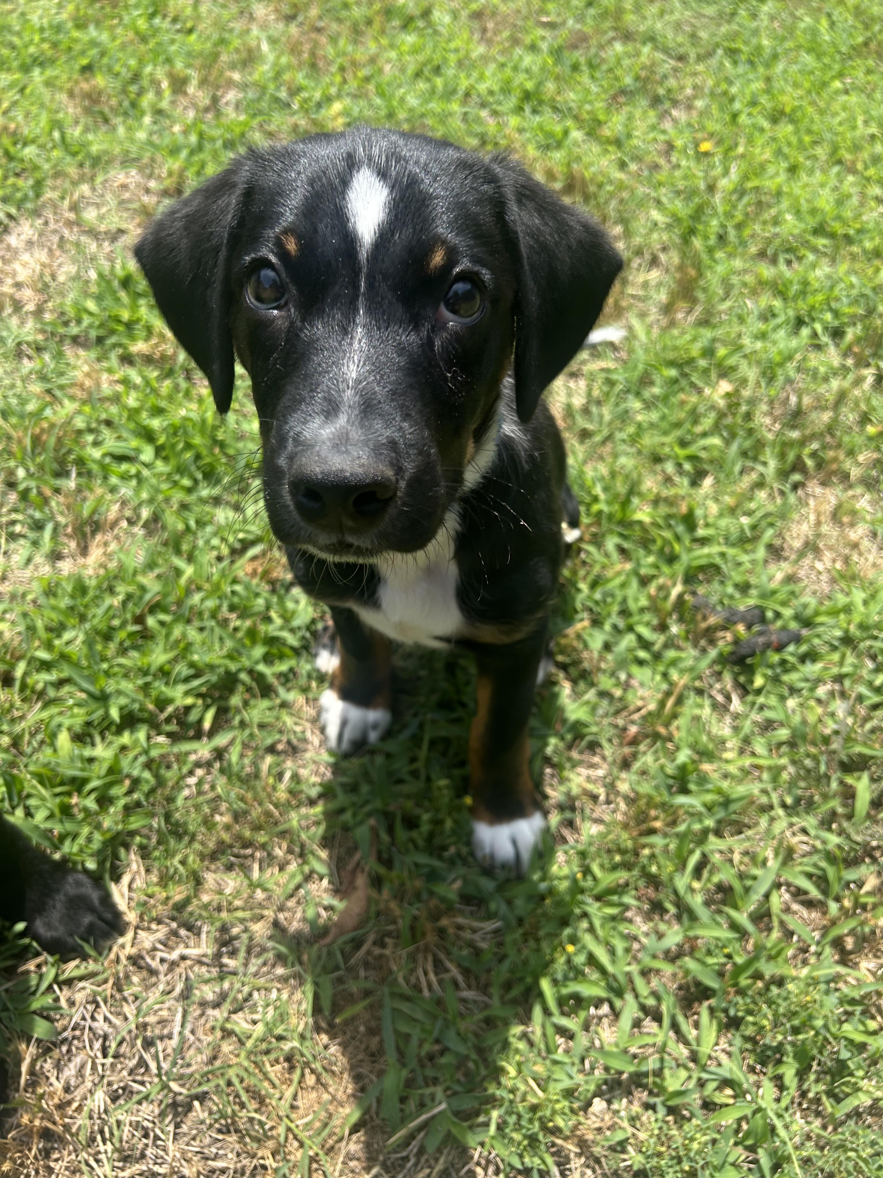 Enlarge Glacier, a Adoptable mixed breed in Richmond, VA image 5/5