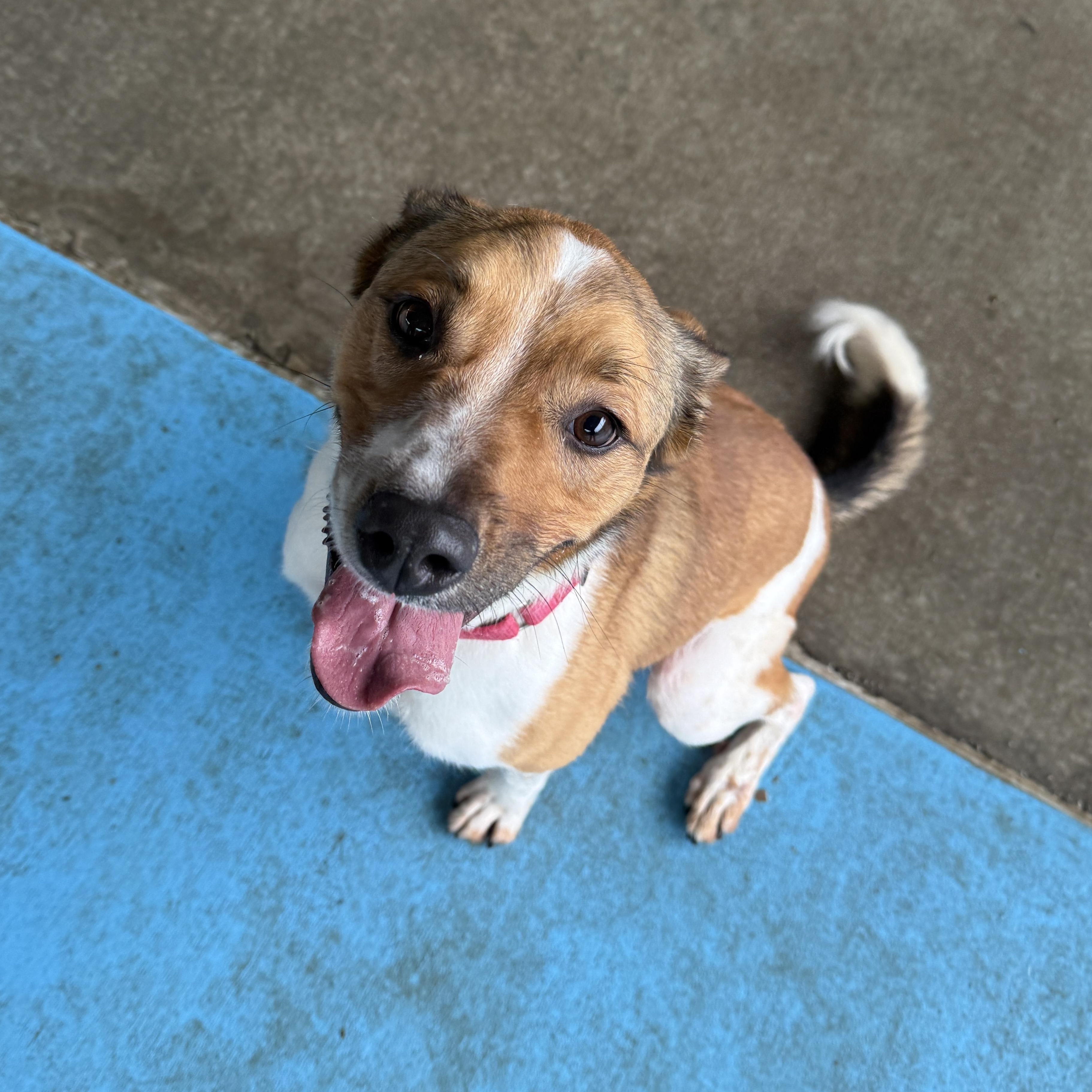 Maise, Adoptable, Adult Female Australian Cattle Dog / Blue Heeler.