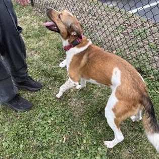 Maise, a Adoptable mixed breed in Springfield, MO image 3/6