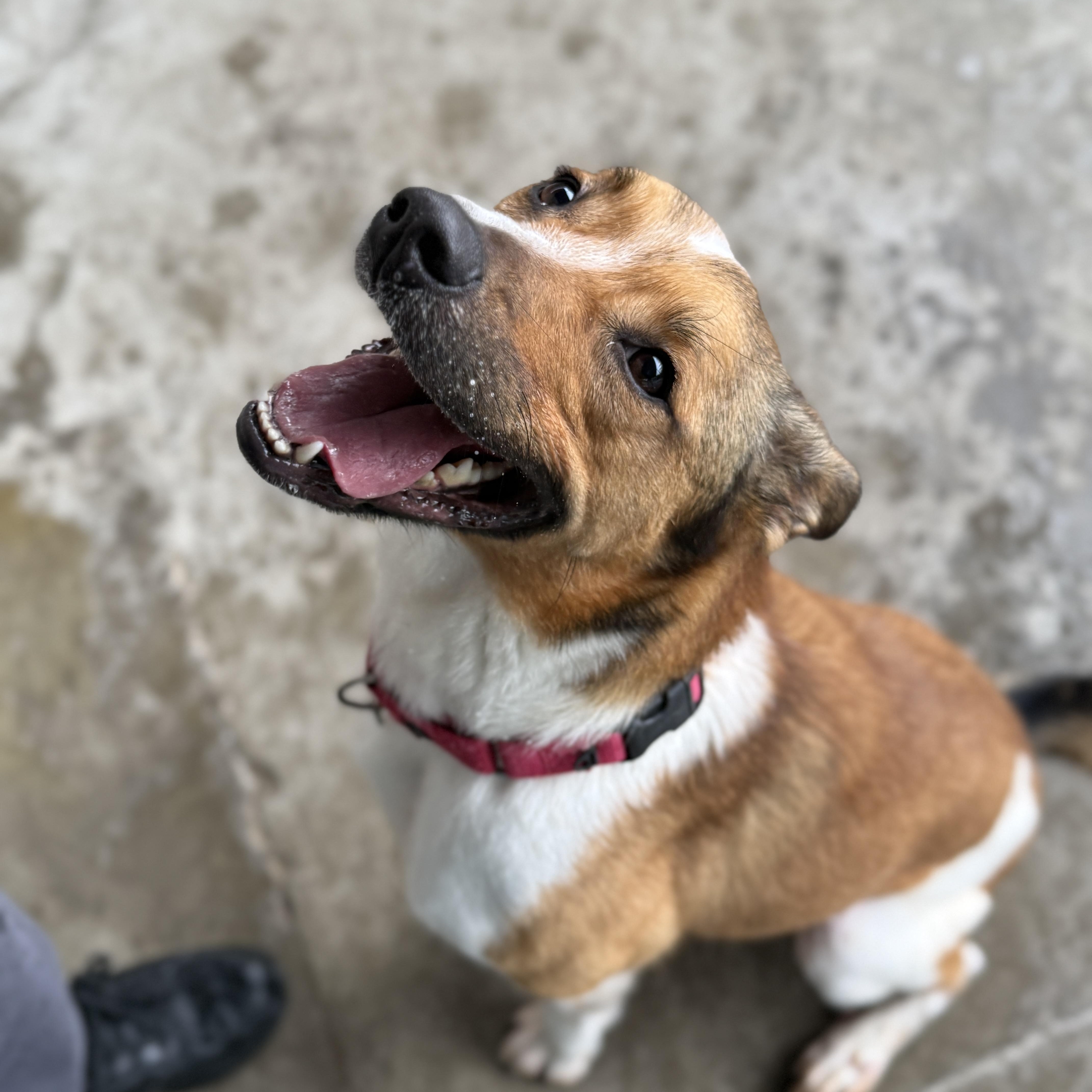 Maise, a Adoptable mixed breed in Springfield, MO image 1/6