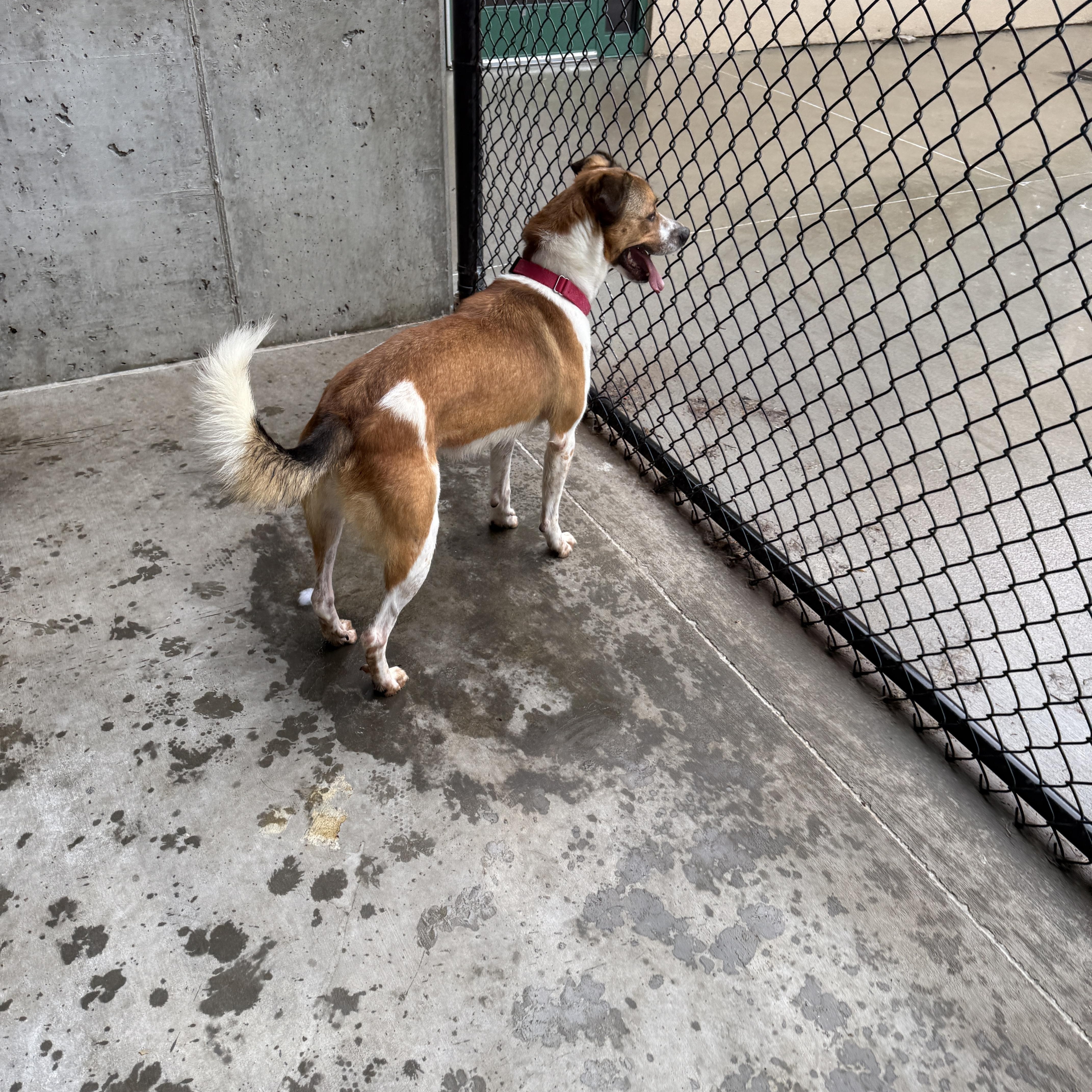 Maise, a Adoptable mixed breed in Springfield, MO image 5/6